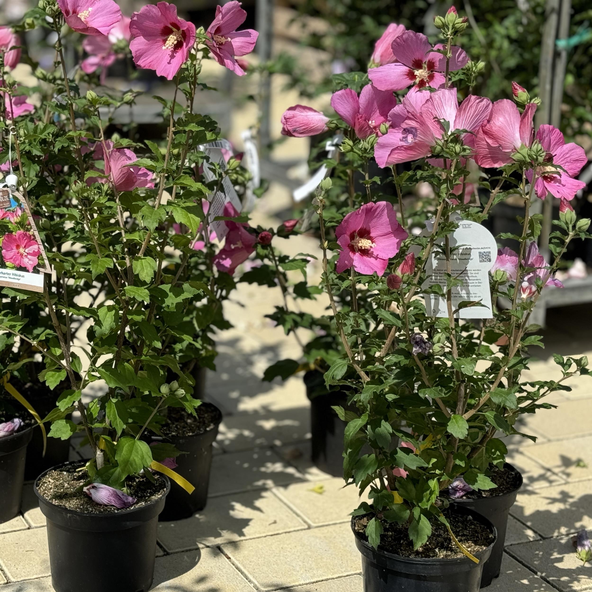 Hibiscus syriacus 'Woodbridge' 5L