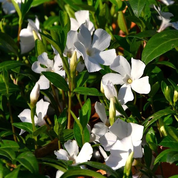 Vinca minor 'Alba' 0,5L