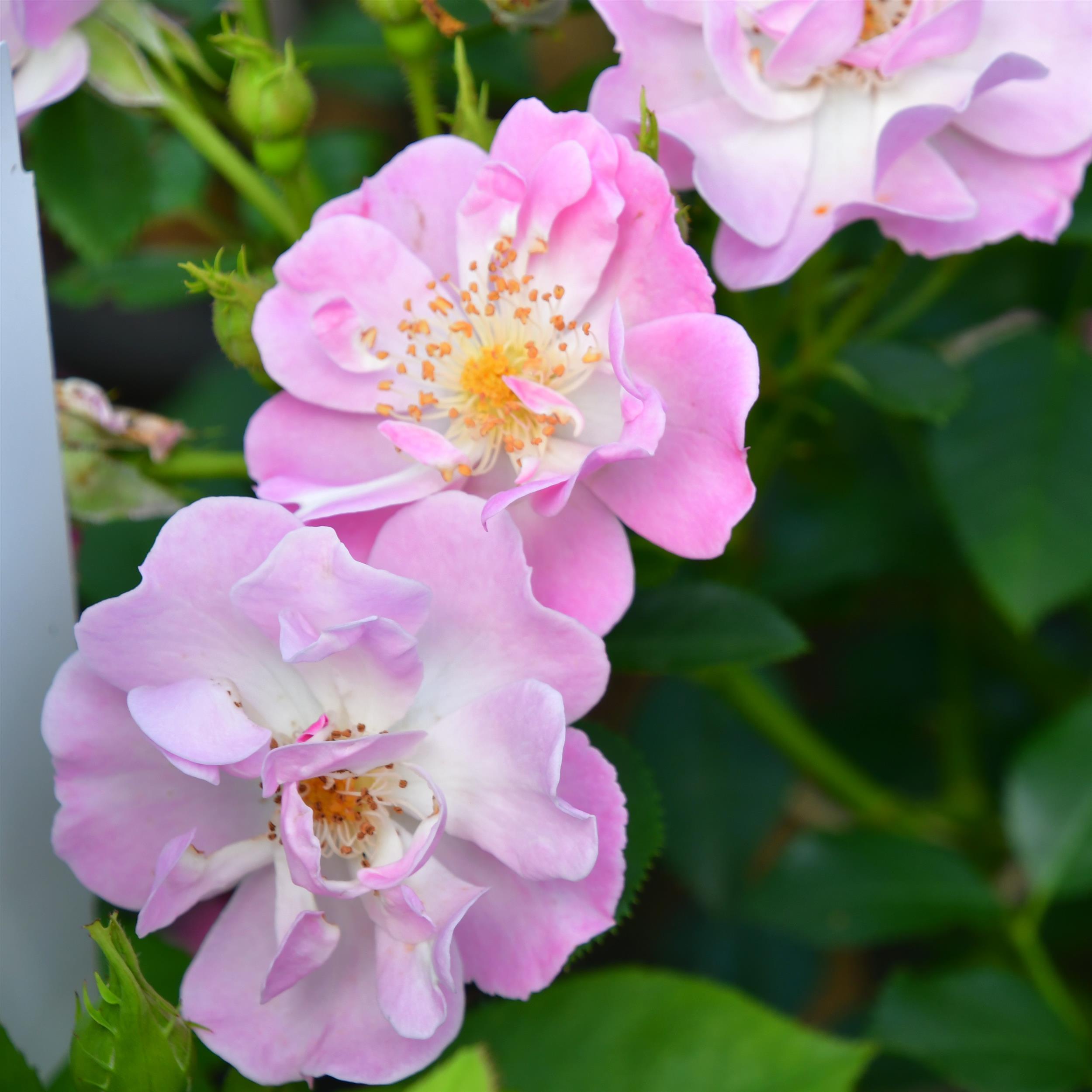 Lakeland Rose