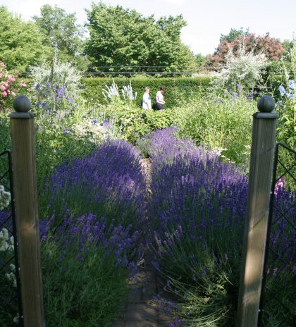 Lavandula angustifolia ´Hidcote Blue` 2L