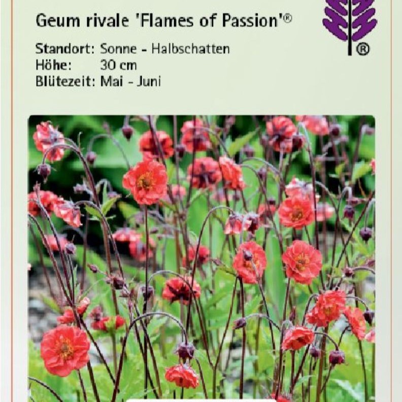 Geum rivale 'Flames of Passion'  C2