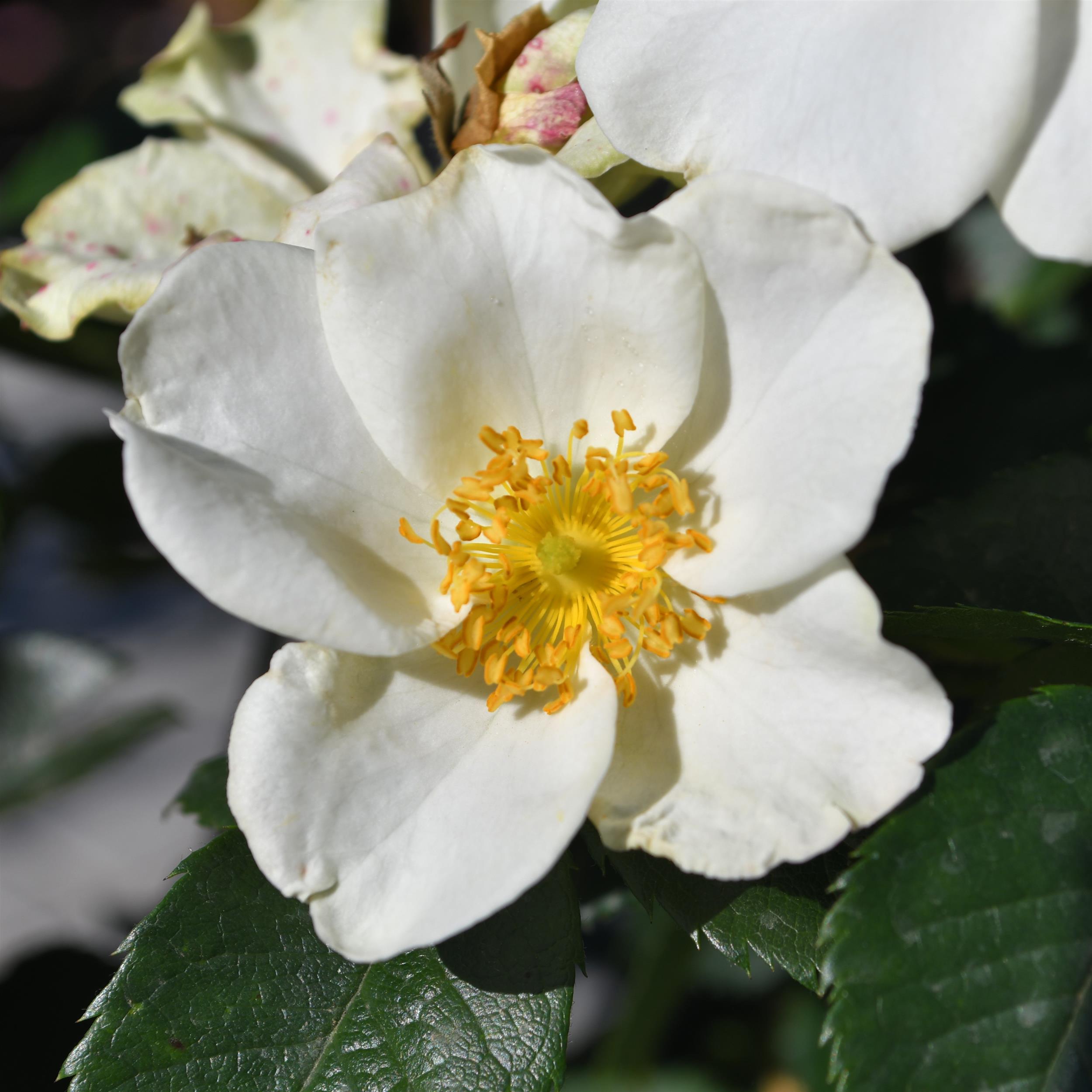 Clematis Rose