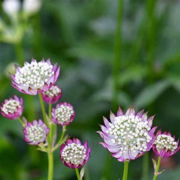 Astrantia major 'Pink Juliet' 0,5L