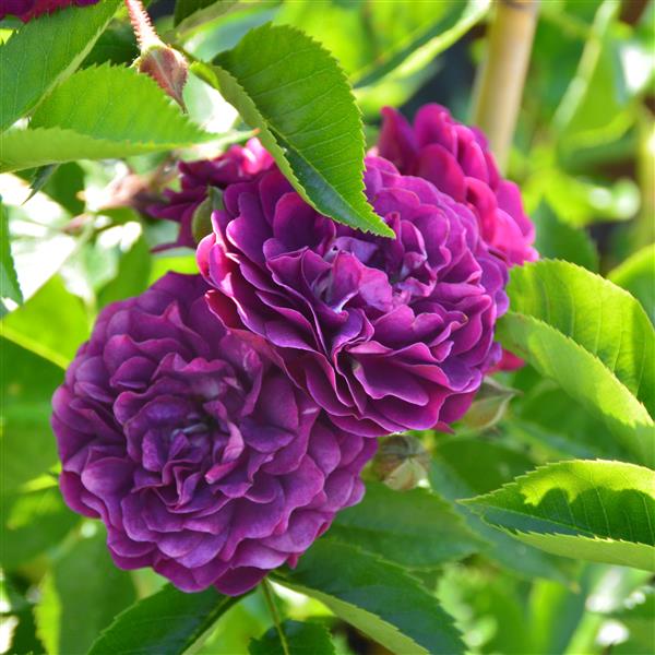Bleu Magenta