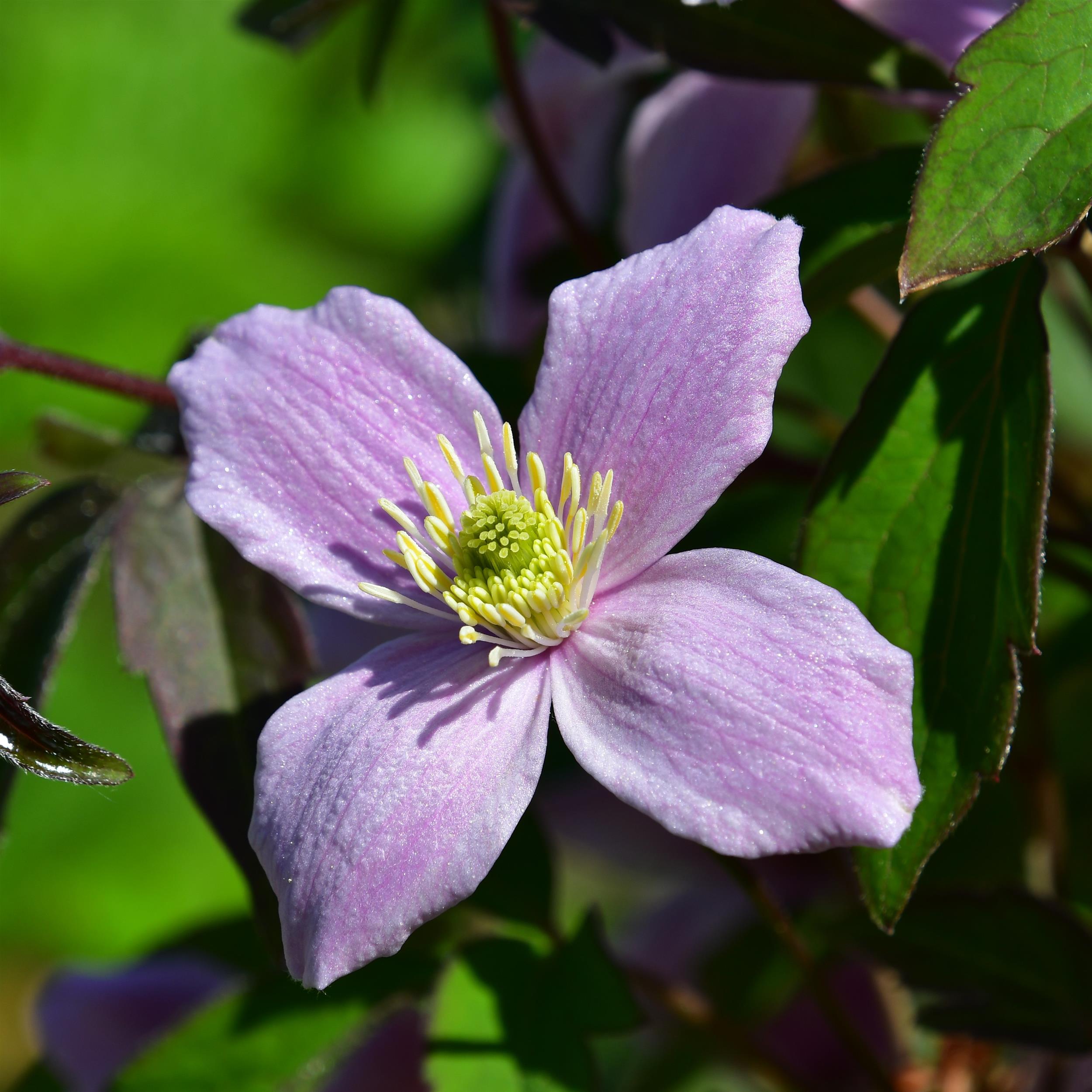 Clematis montana 'Odorata'