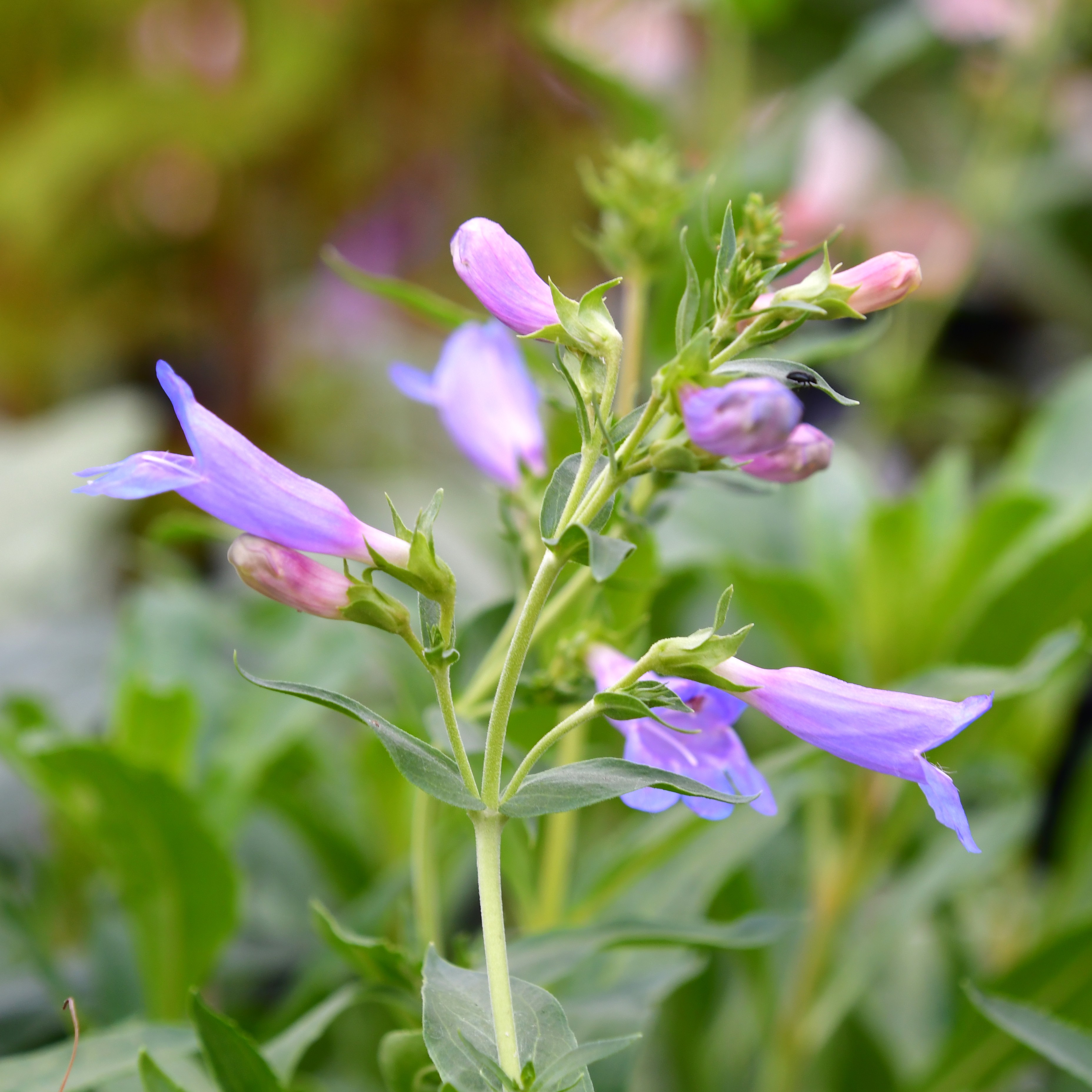 Penstemon scouleri 'Catherine de la Mare' 1L