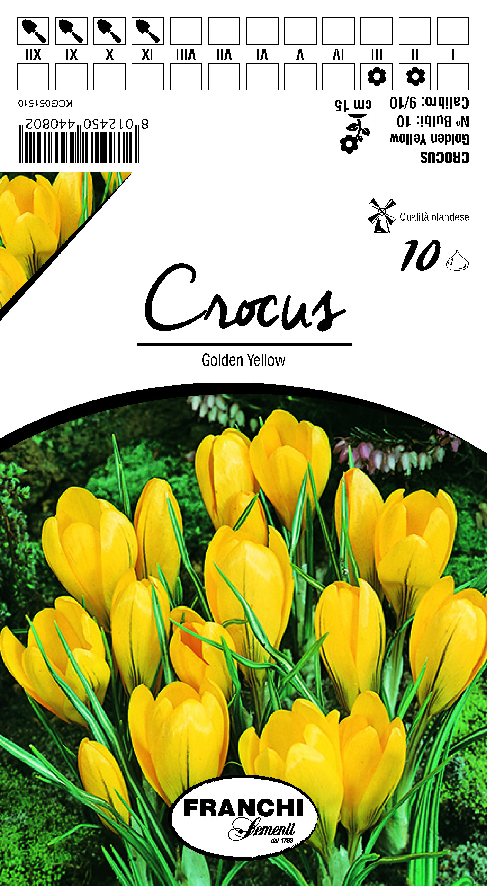 Crocus Golden Yellow