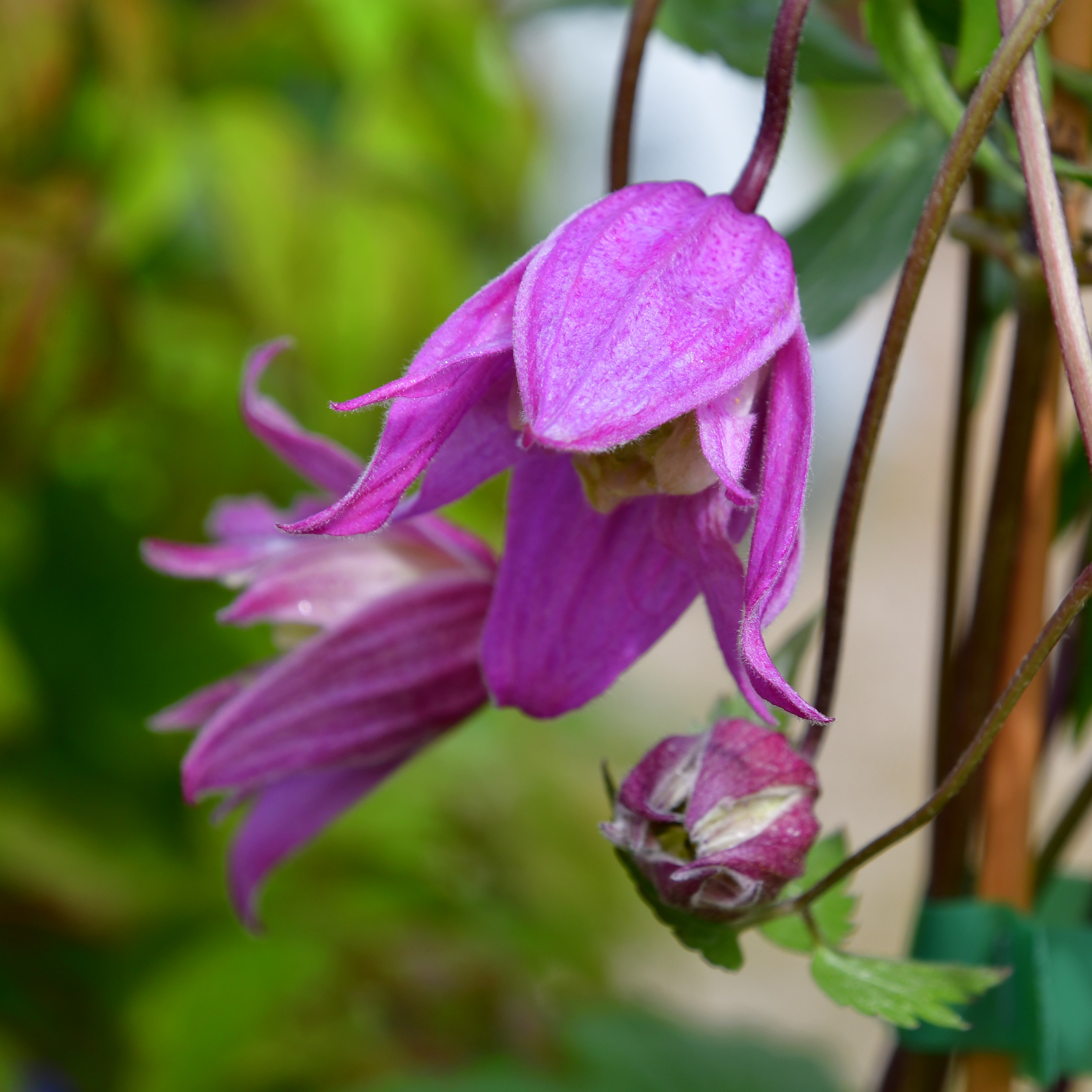 Clematis alp. koreana Jette