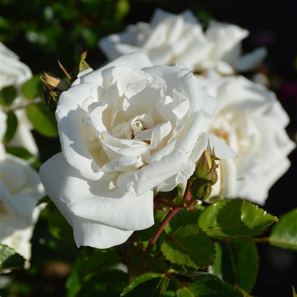 White New Dawn