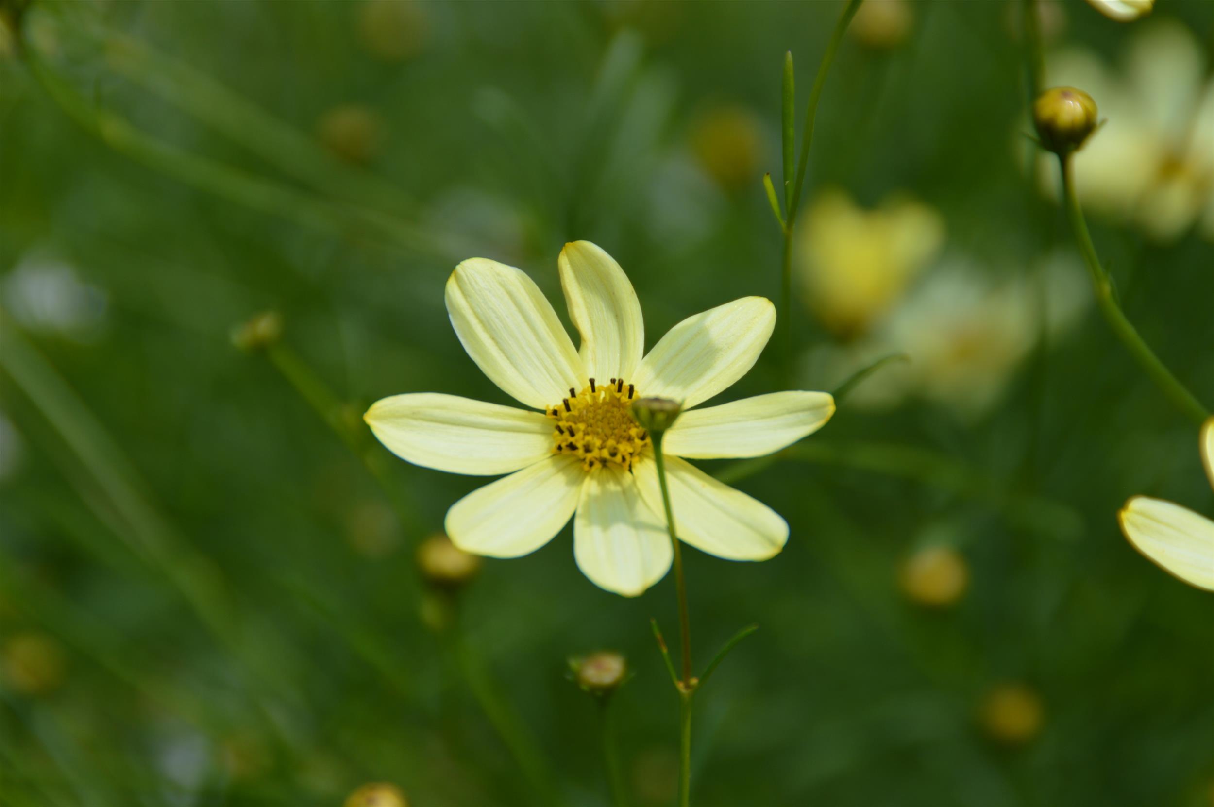 Coreopsis verticillata ´Moonbeam` 1L