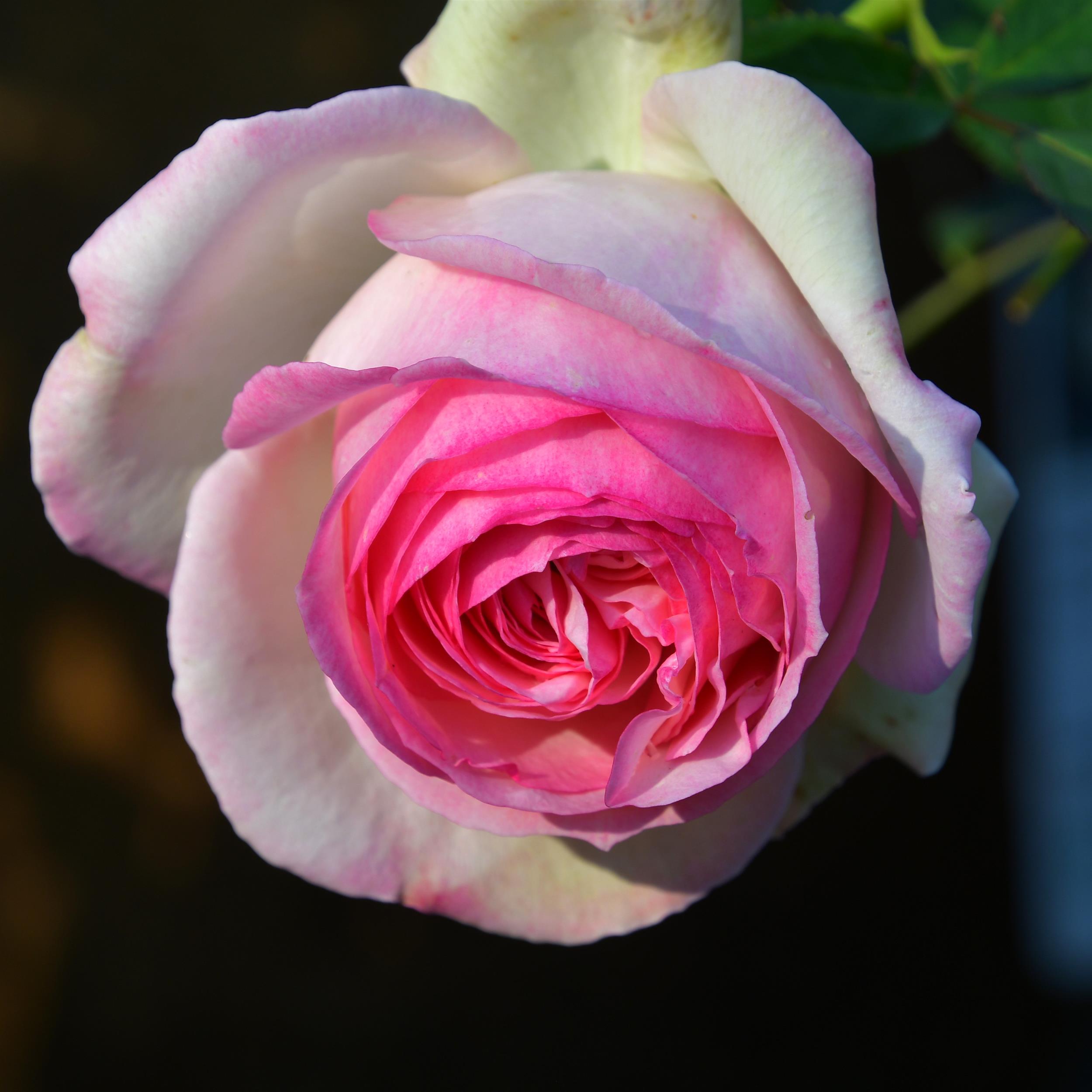 Eden Rose 85/ Pierre de Rosard - Stammrose 90 cm