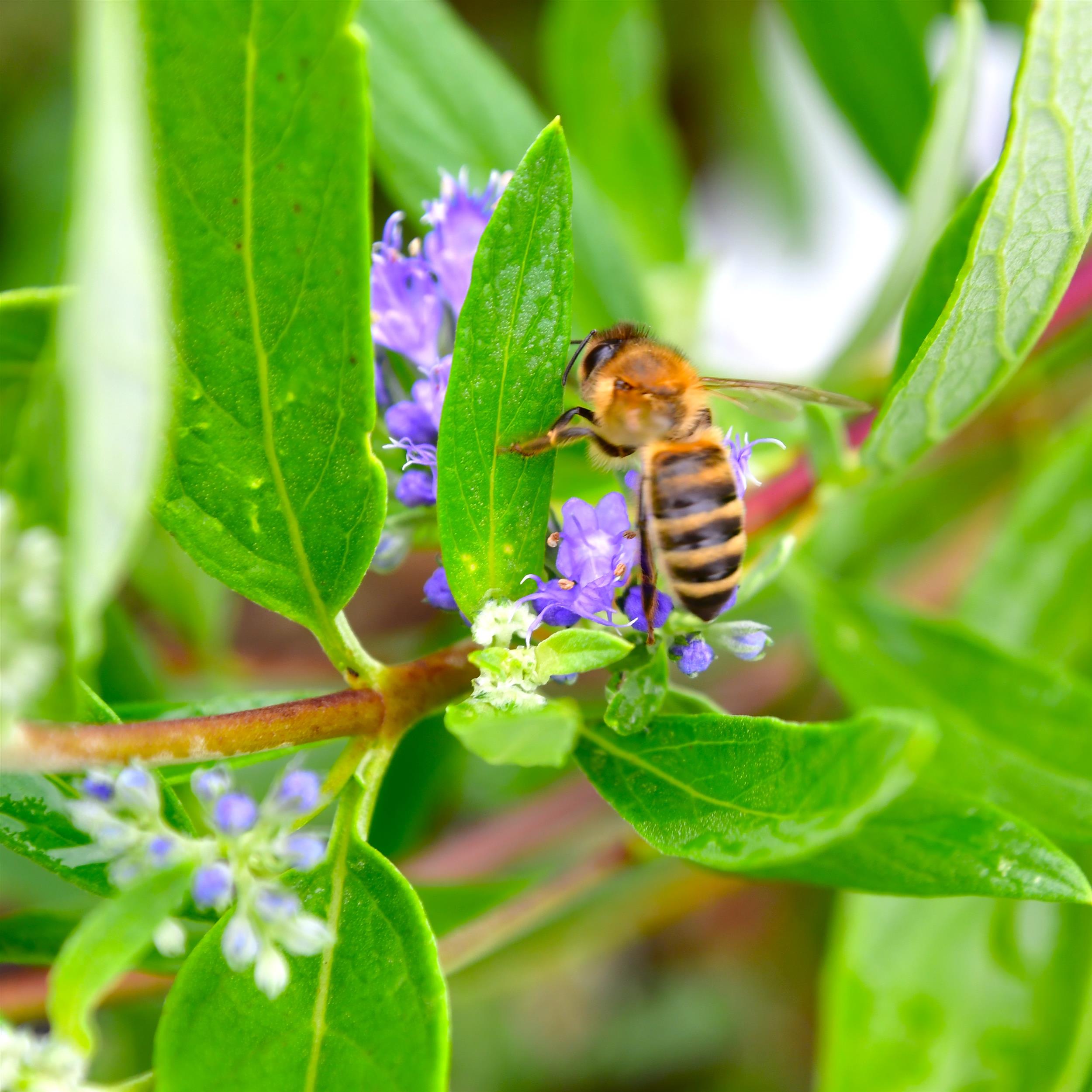 Caryopteris clandonensis 'Kew Blue'
