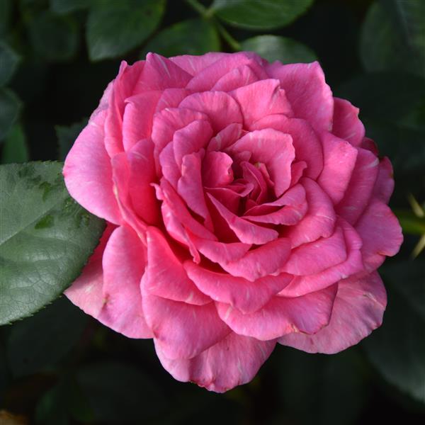 Rajah´s Rose