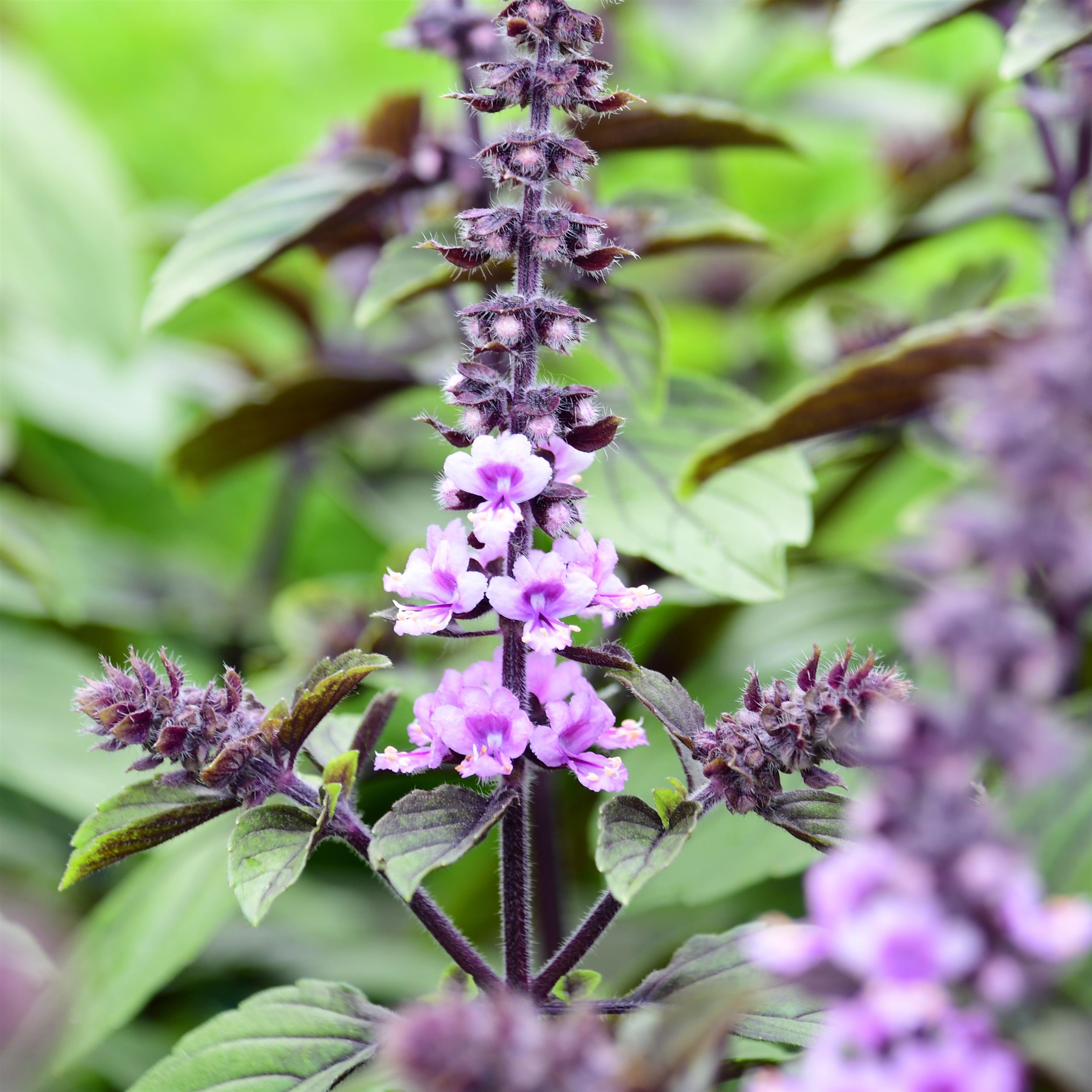 Ocimum basilicum 'Magic Blue'