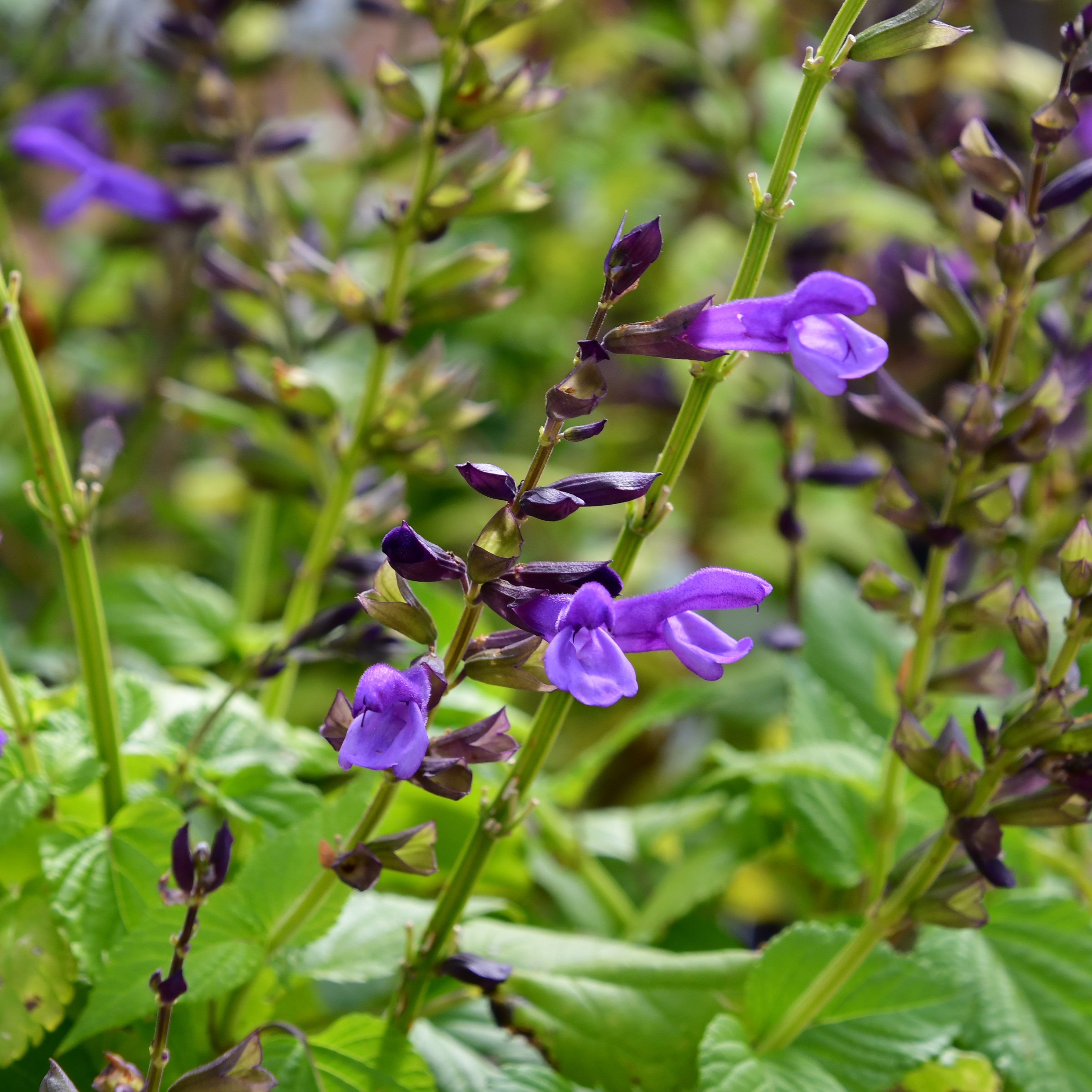 Salvia Salgoon Lake Garda 3L