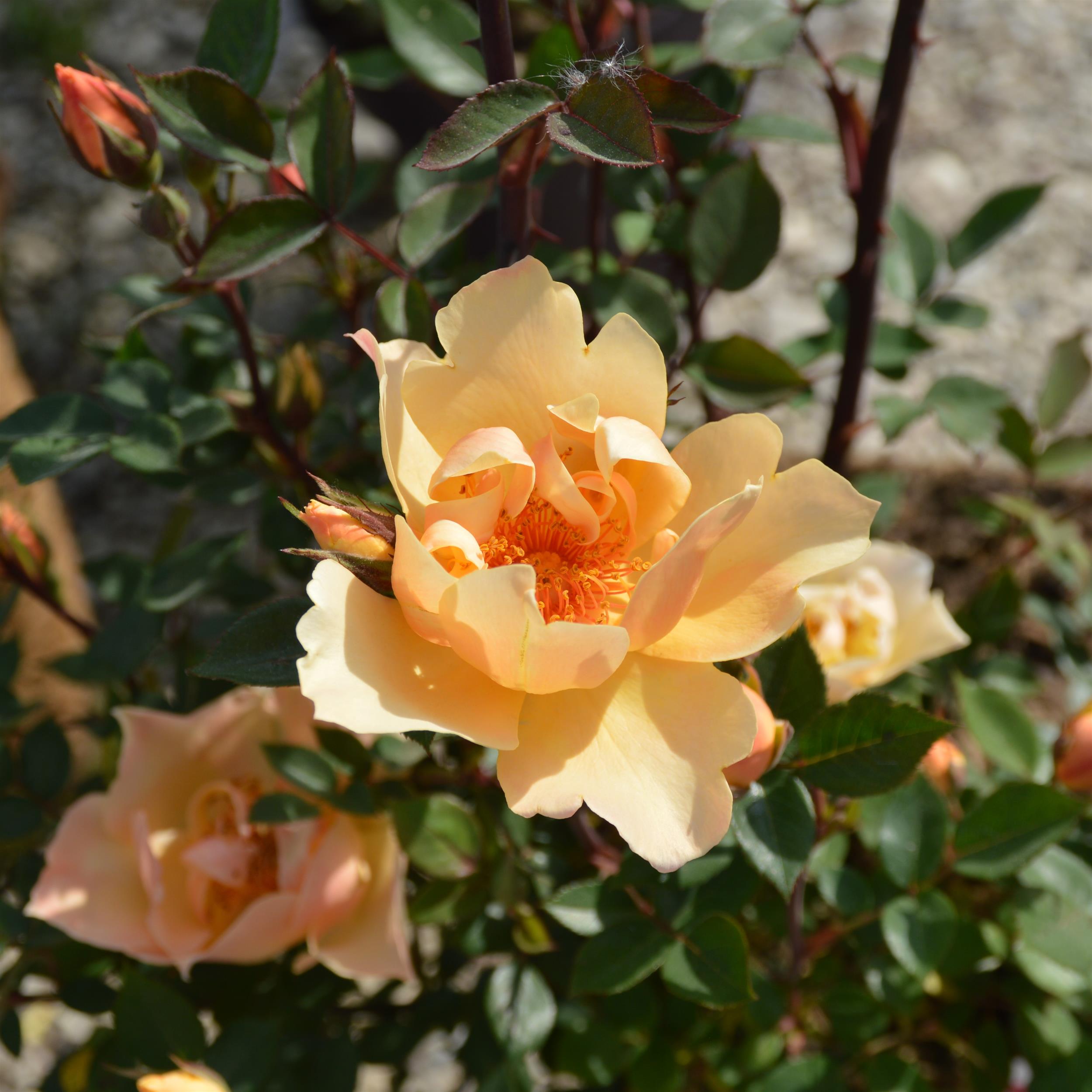 Humphrey`s Rose