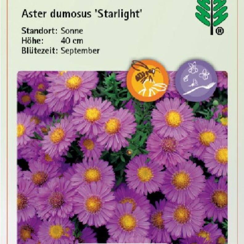 Aster dumosus 'Starlight' 1L