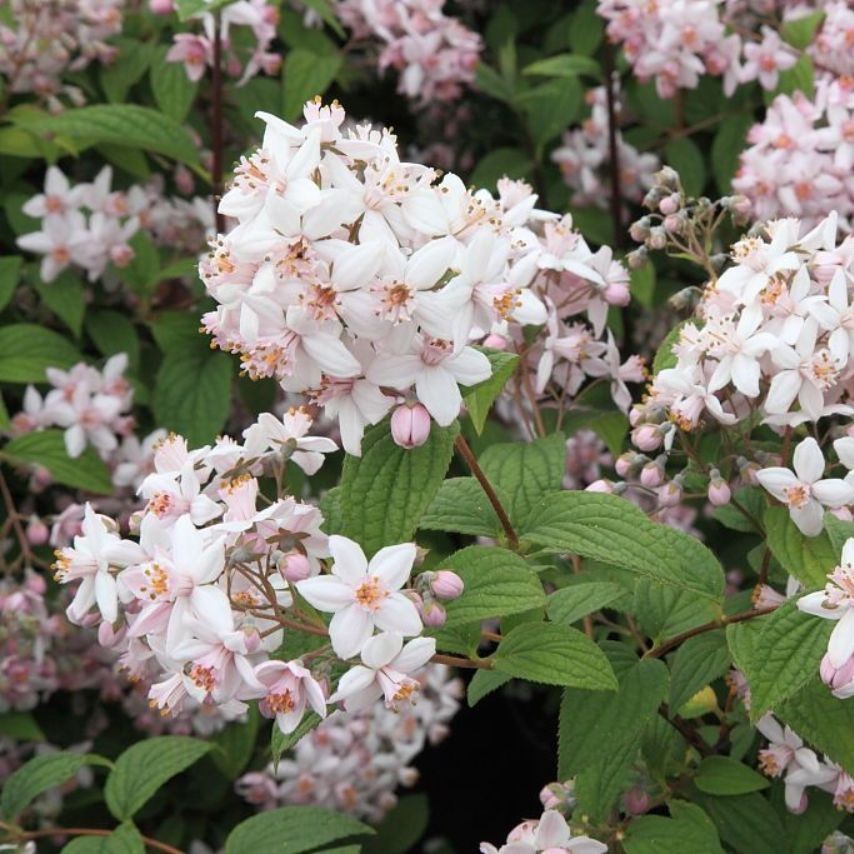 Deutzia hybrida ´Mont Rose`