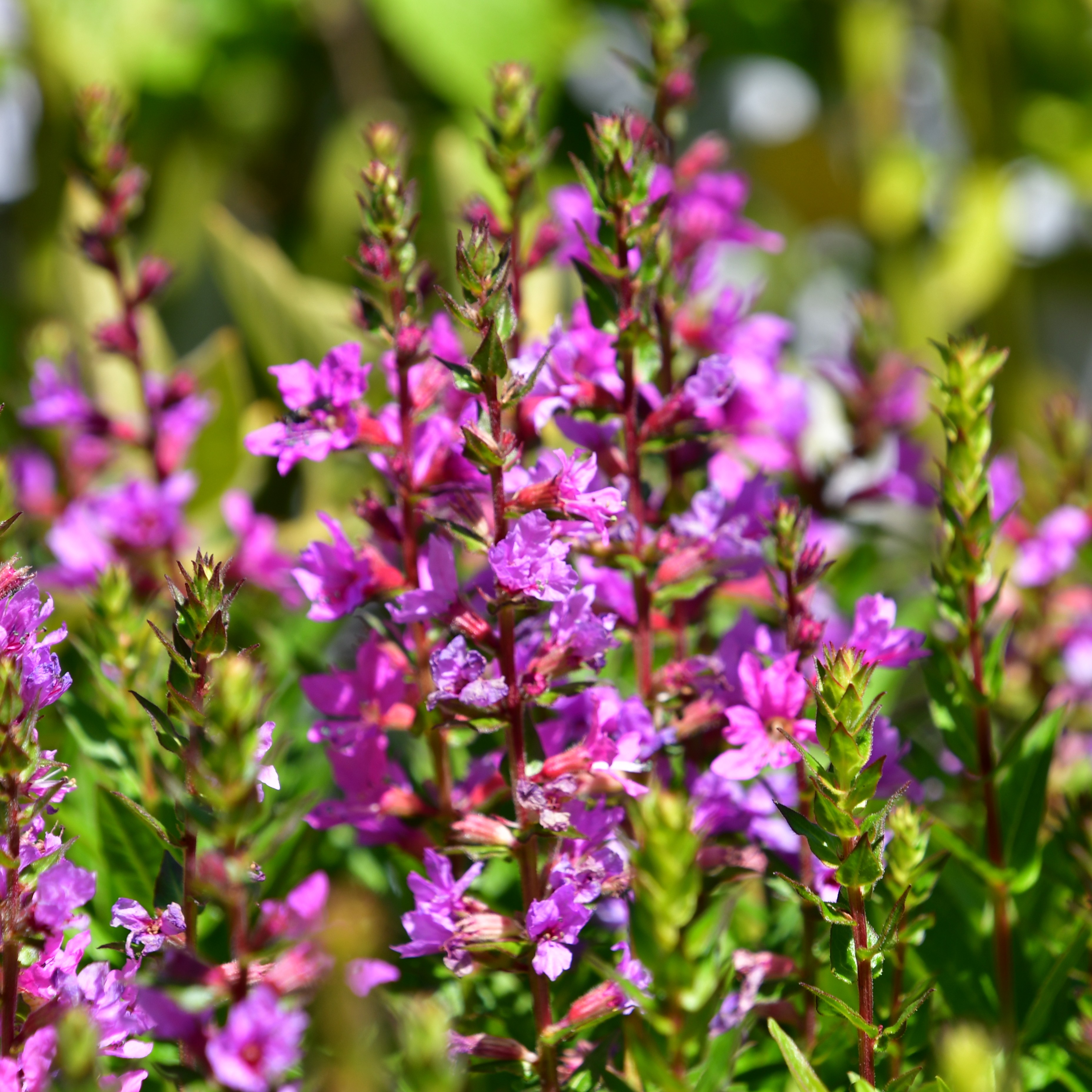 Lythrum salicaria Robin 1L