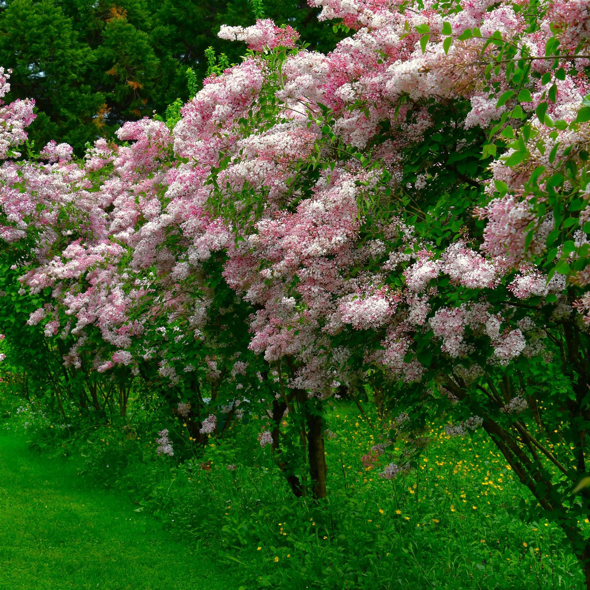 Syringa meyeri 'Palibin'