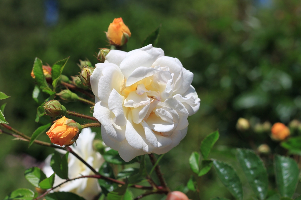 Ghislaine de Feligonde