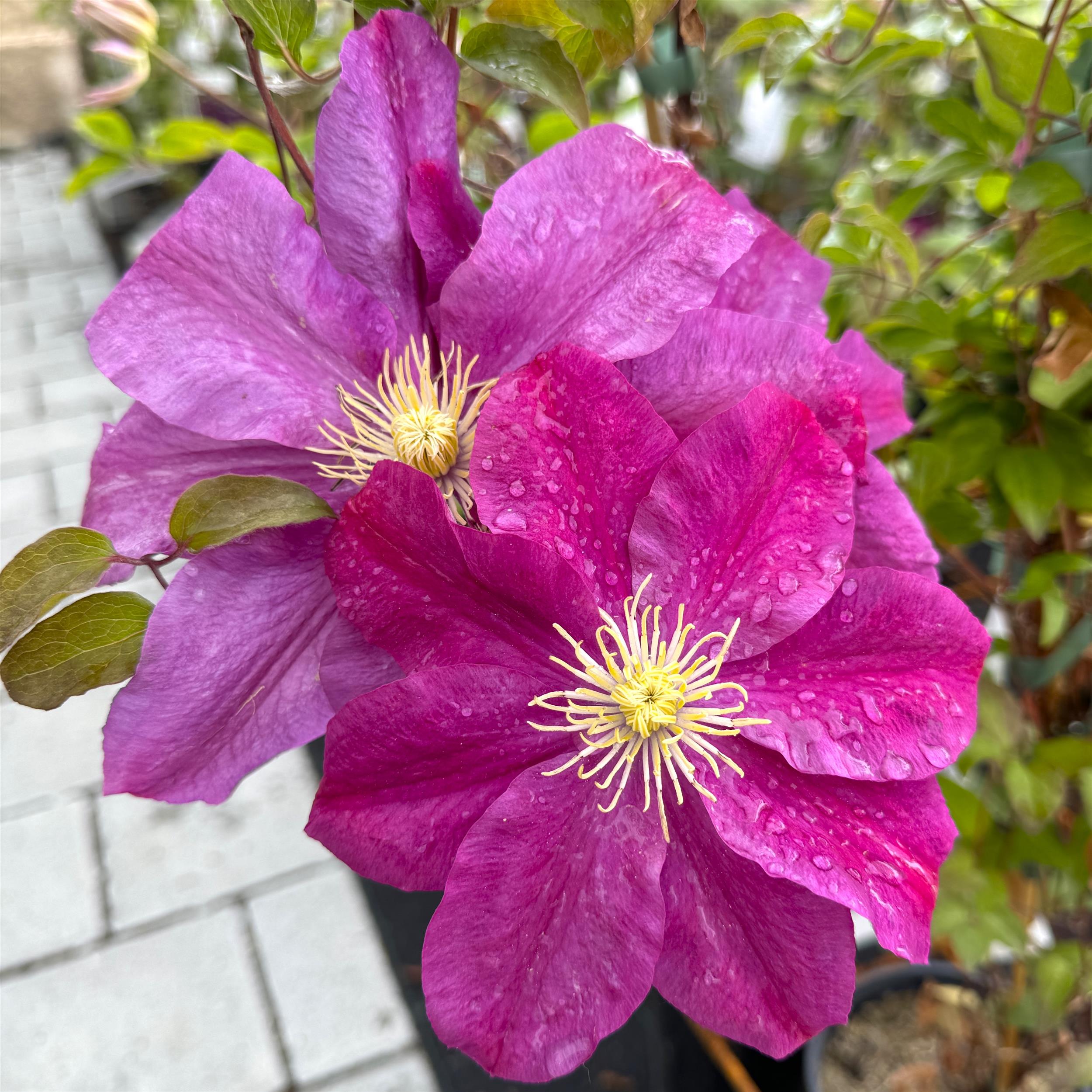 Clematis hyb. `Sunset`