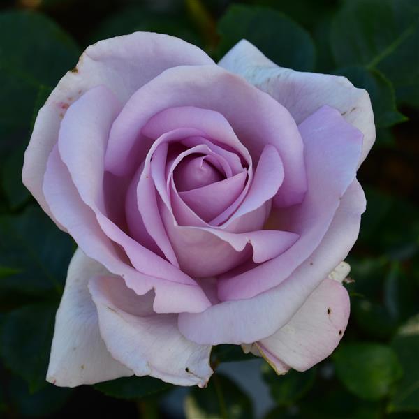 Synactif (La Rose de Petit Prince)