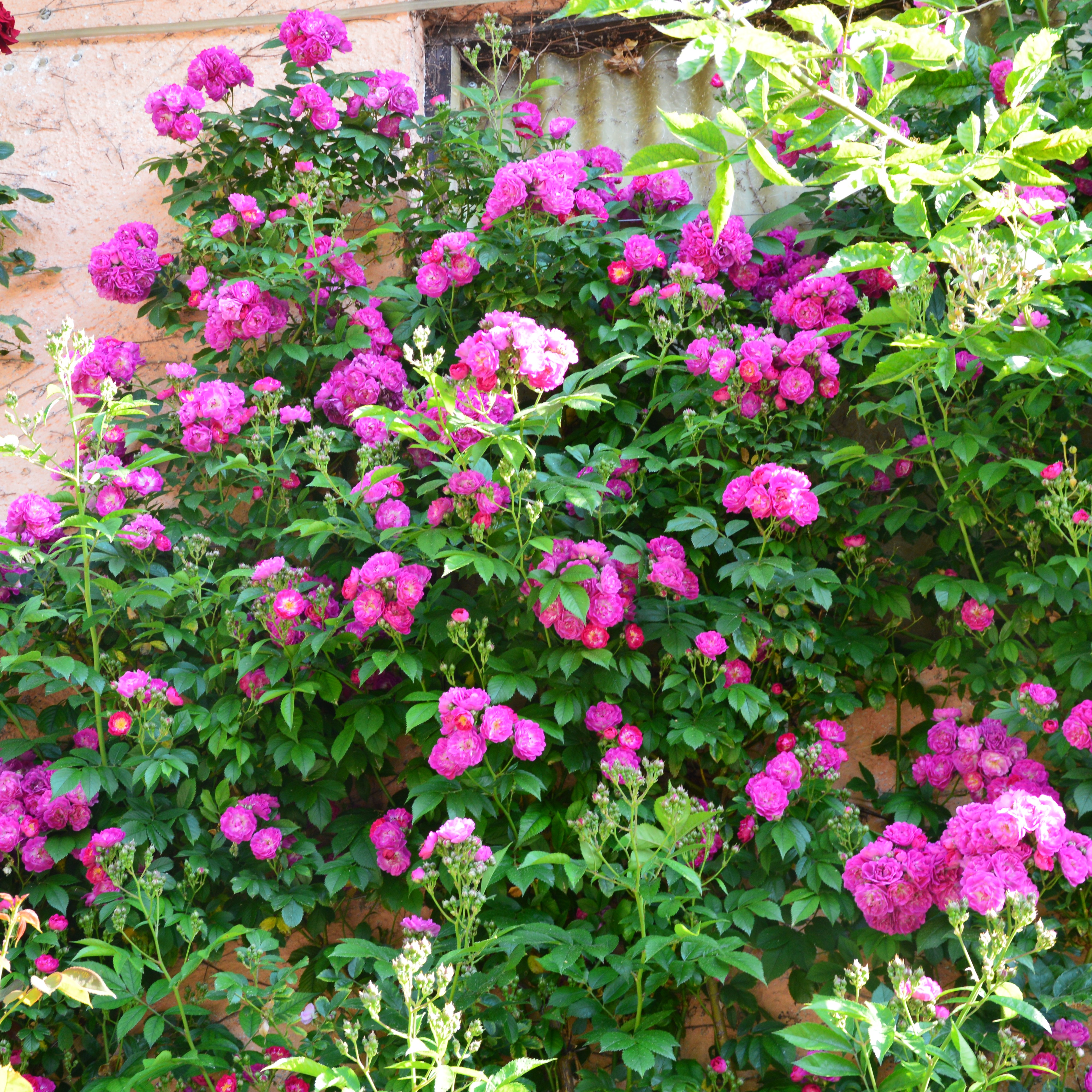 Bleu Magenta
