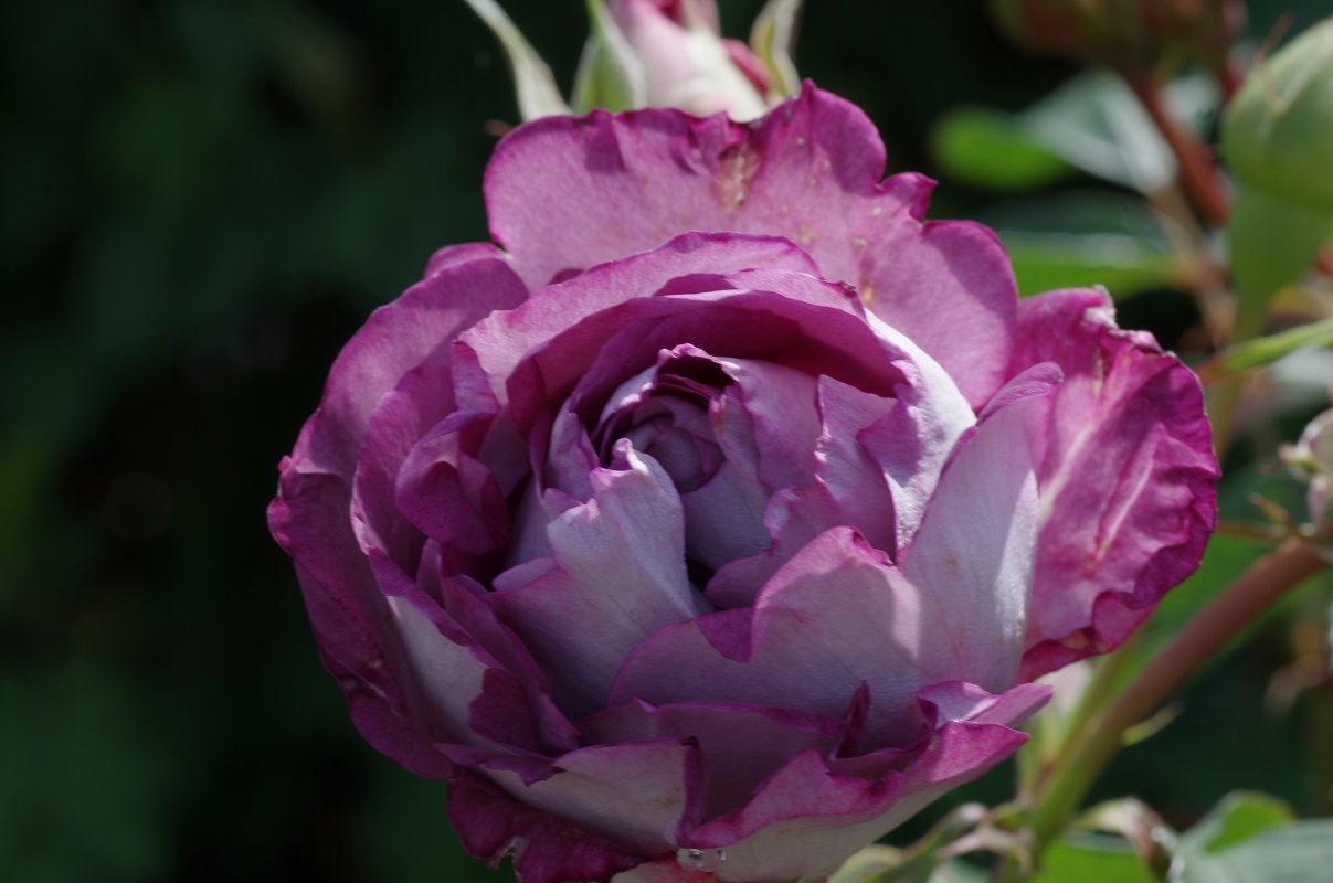 Huddersfield Choral Society