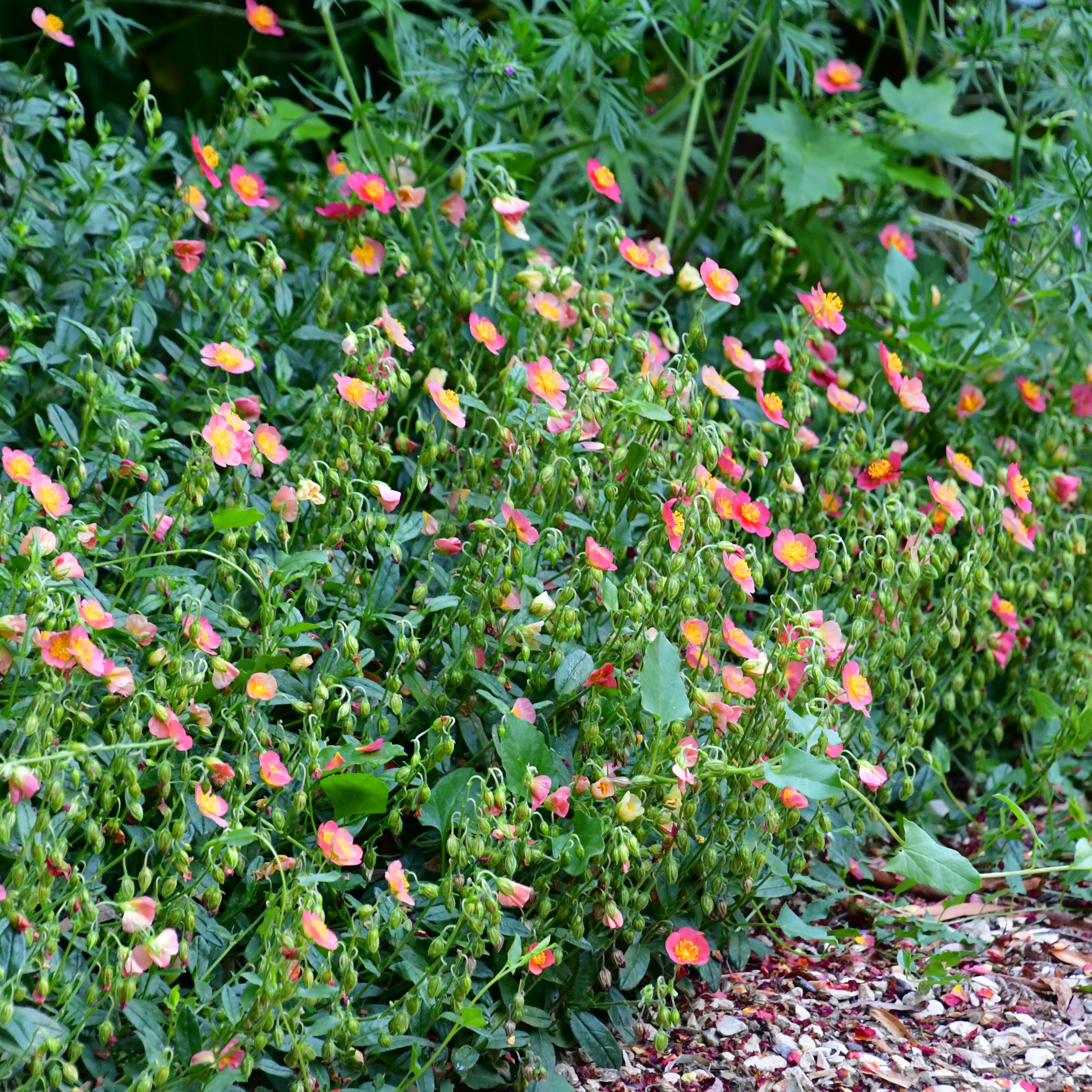 Helianthemum x cult. 'Supreme' 0,5L