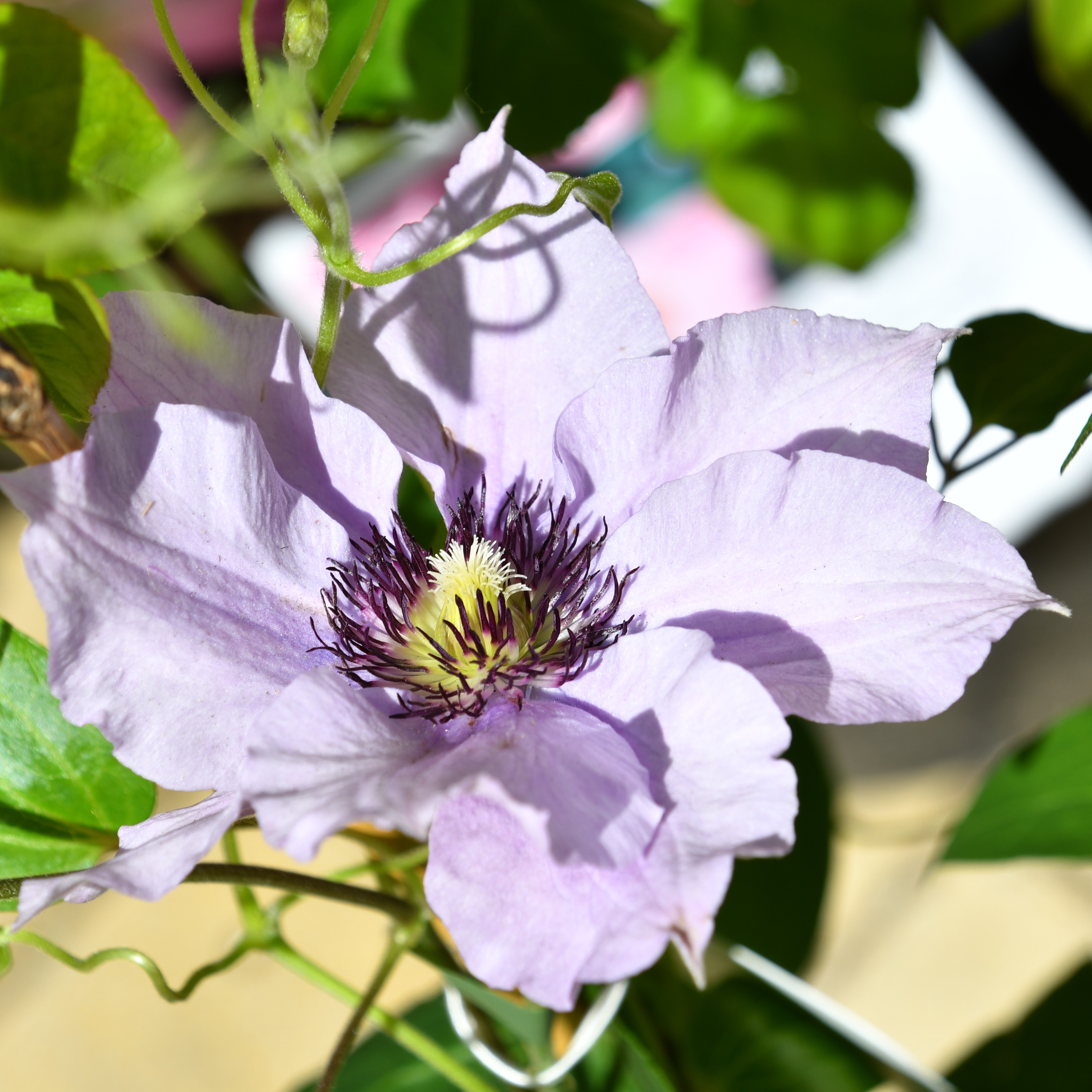 Clematis hybride Königskind Rosa