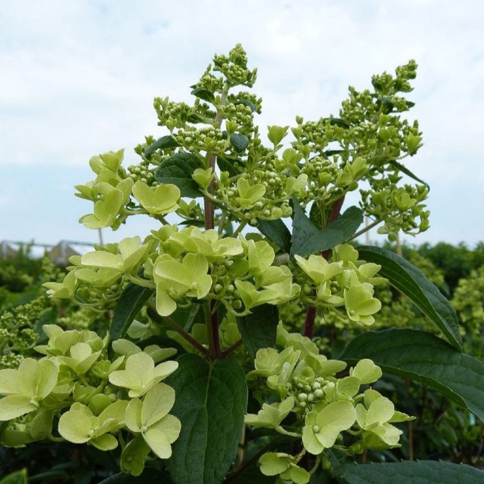 Hydrangea paniculata 'Pinky Winky'