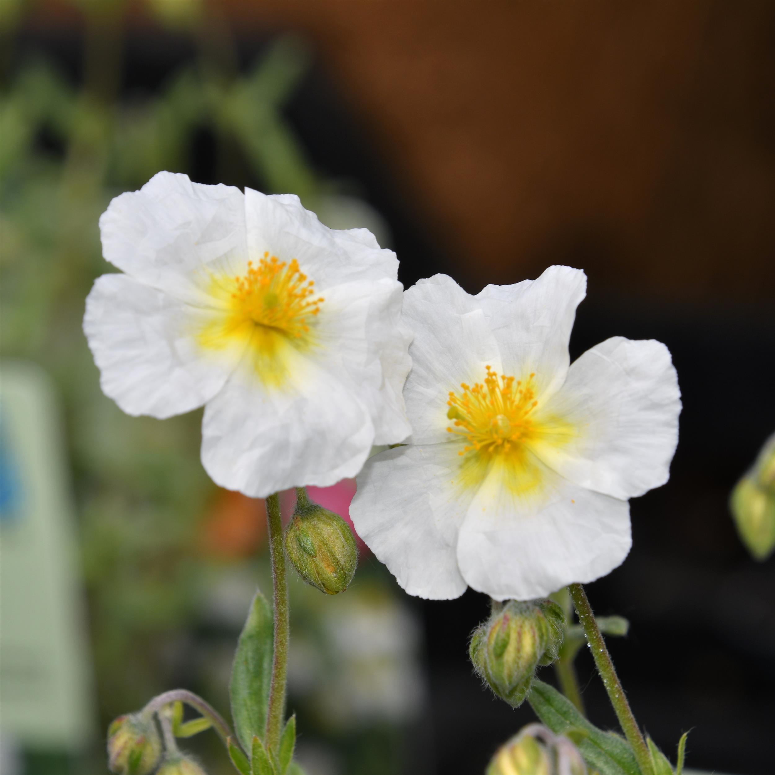 Helianthemum x cultorum Eisbär 0,5