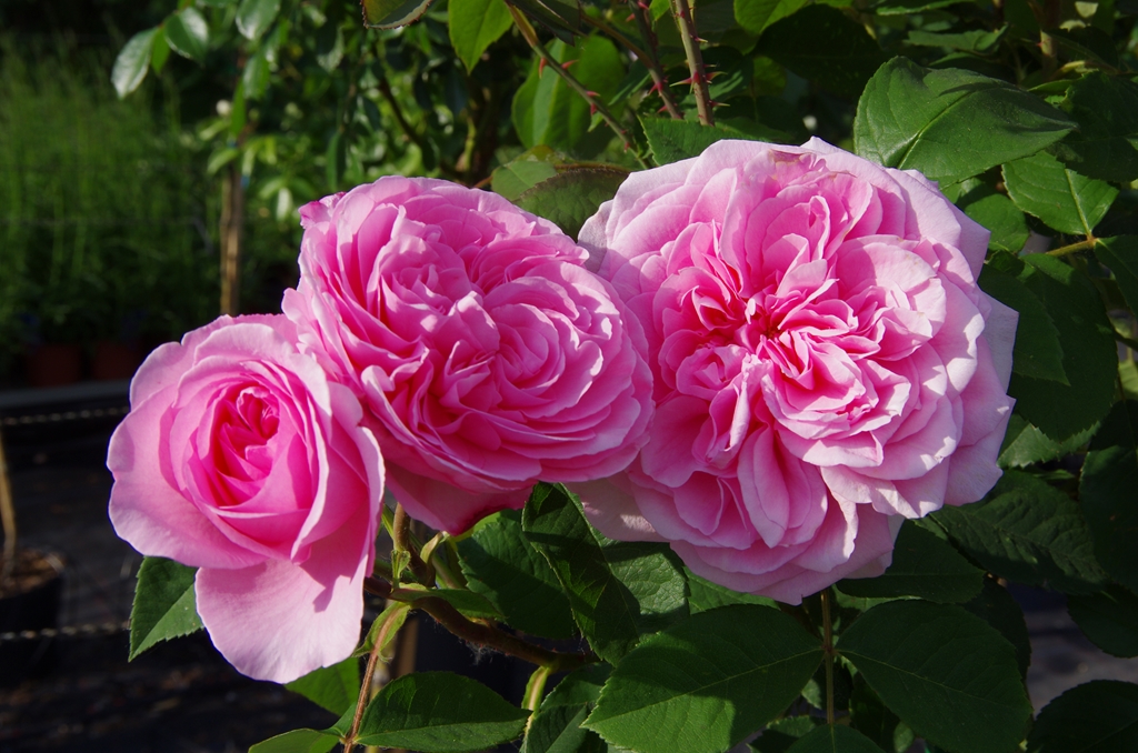 Gertrude Jekyll