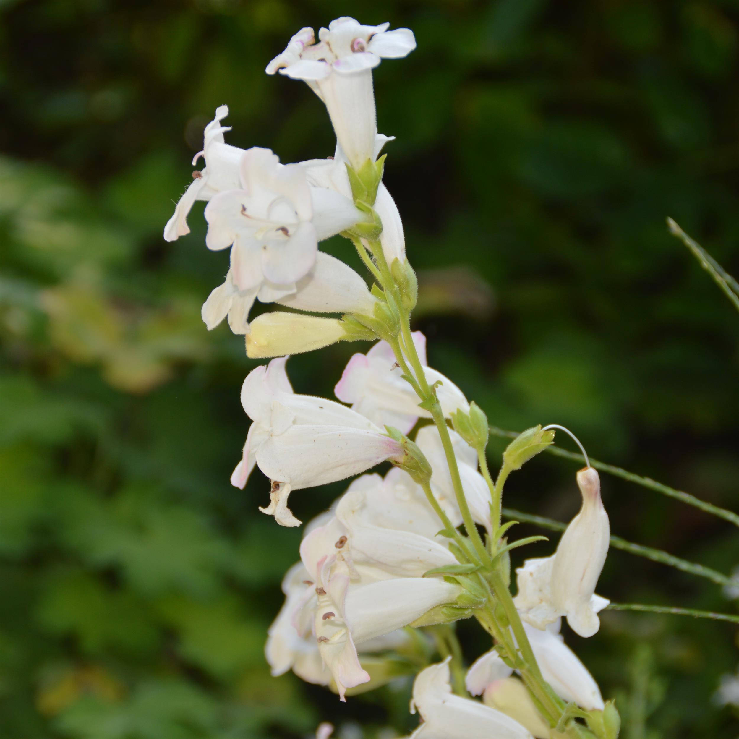 Penstemon 'White Bedder' 1L