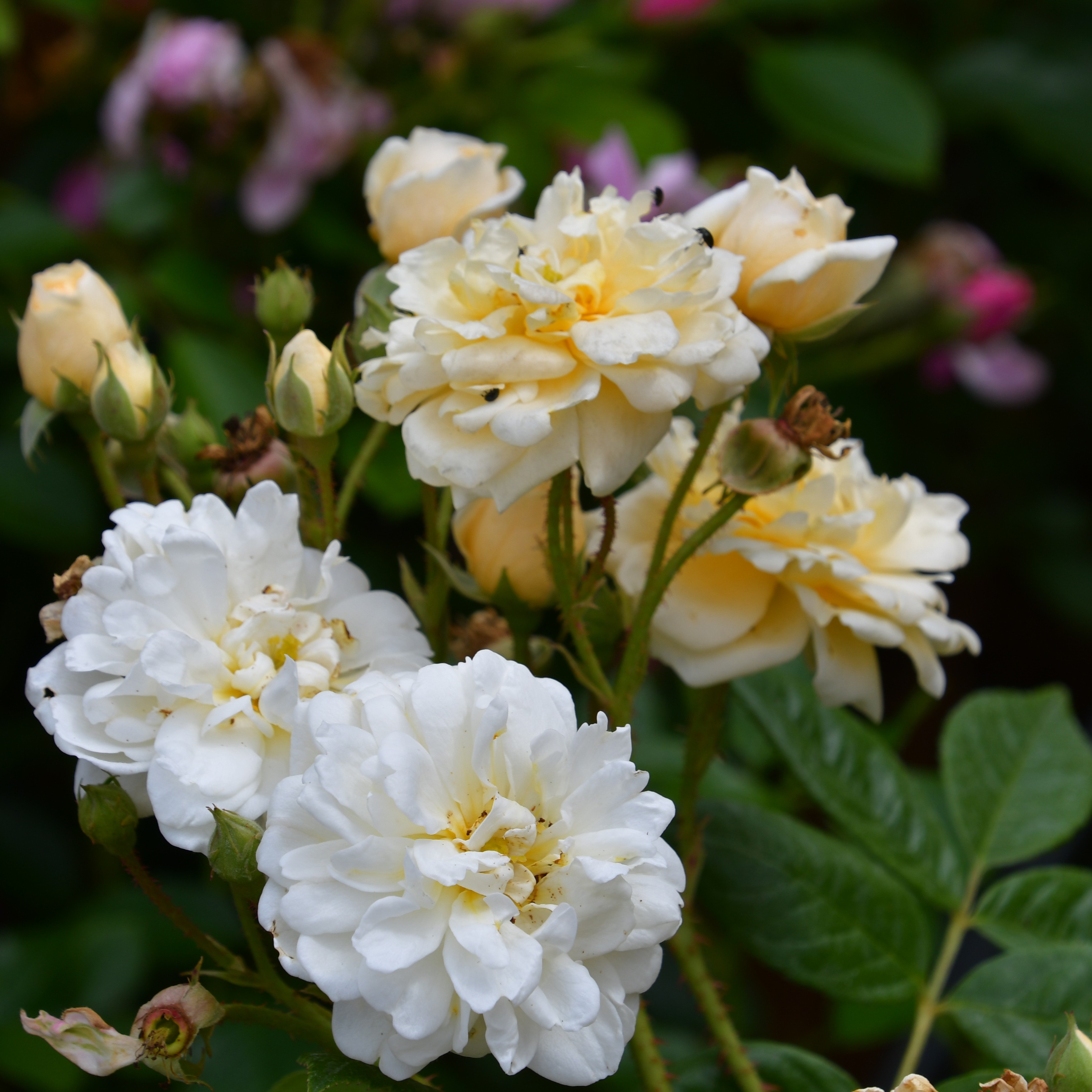 Lemon Rambler