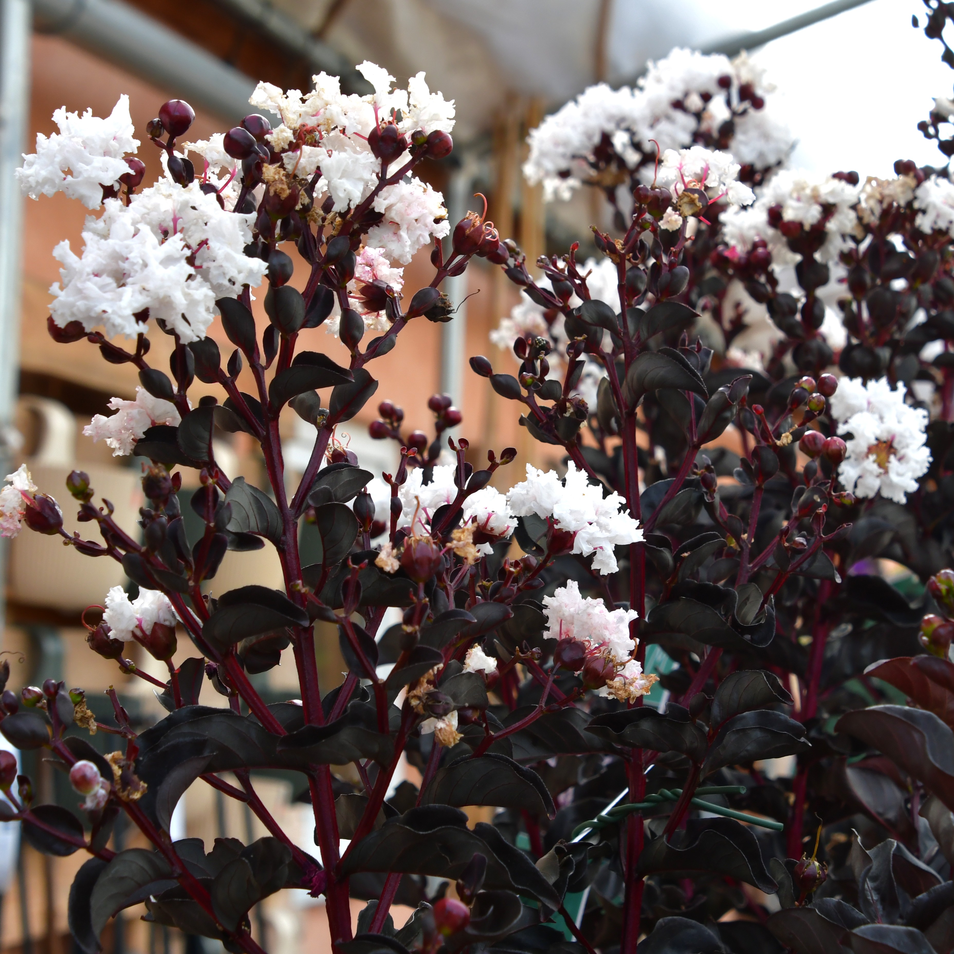 Lagerstroemia Black Diamond® Pure White