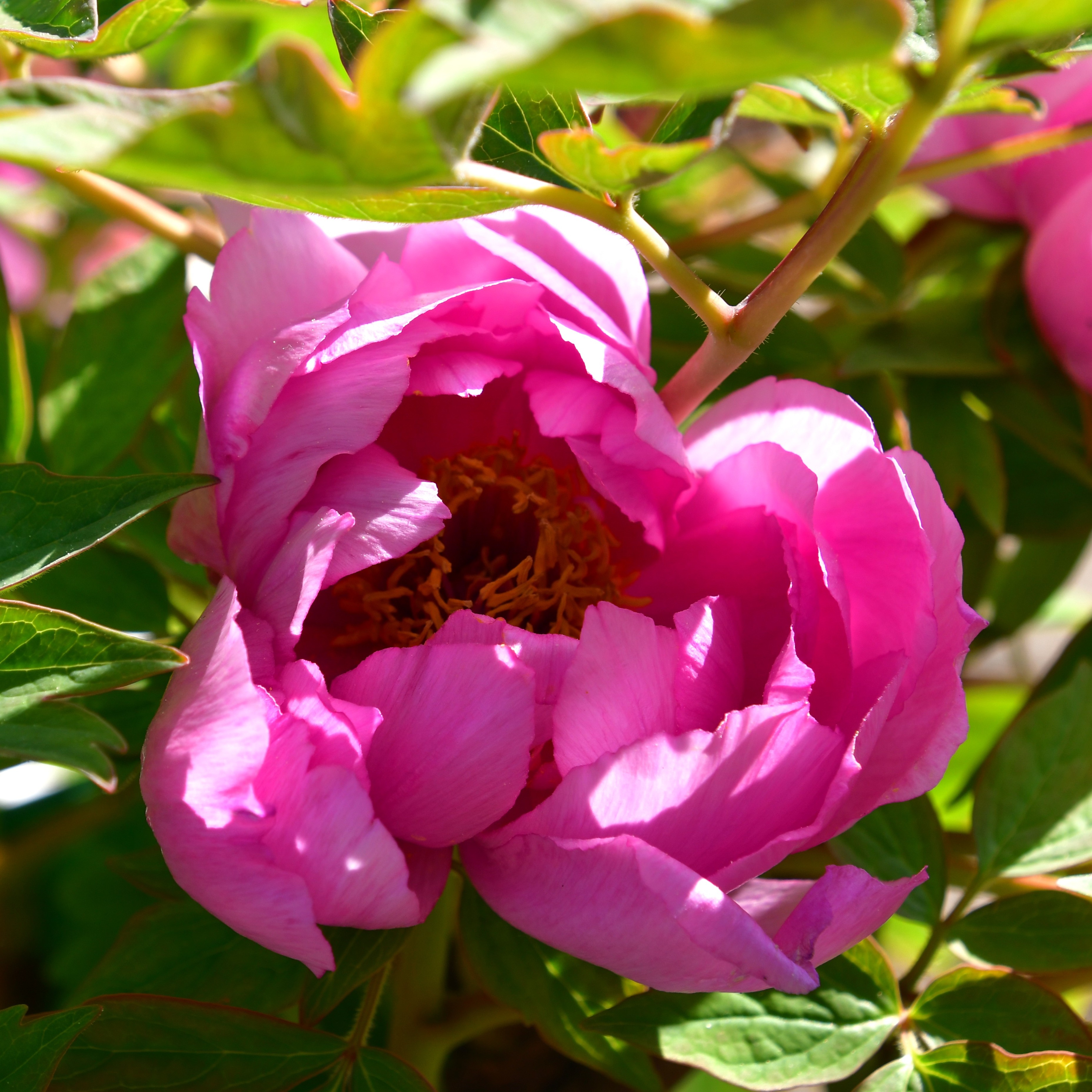 Paeonia suffruticosa Lu He Hong