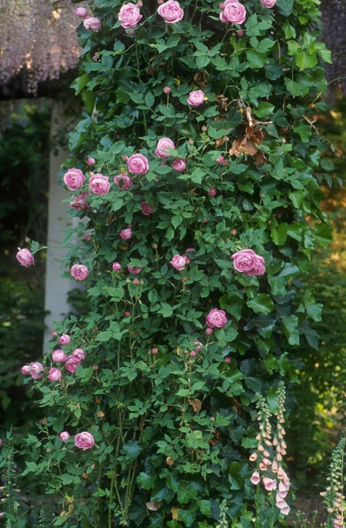 La Reine Victoria / Reine Victoria