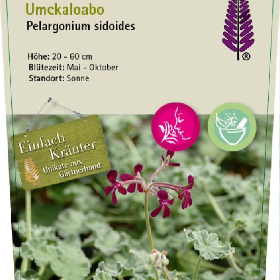 Pelargonium sidoides 1L