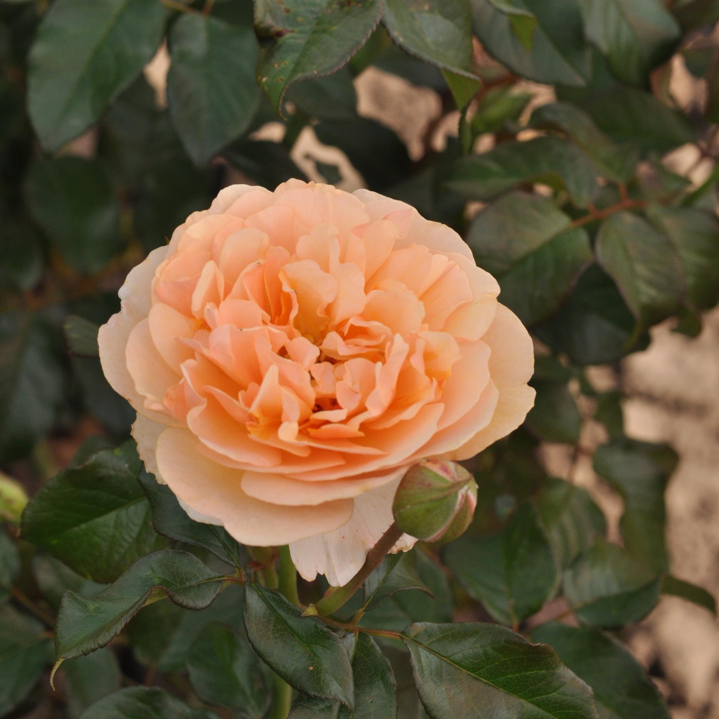 Mystic Essbare Rose