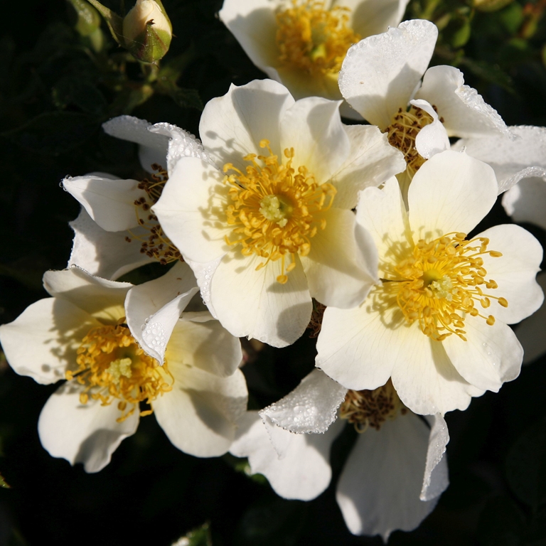 Sonnenröschen/ Lilliput