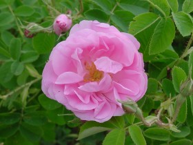 Kazanlik / Rosa damascena Trigintipetala