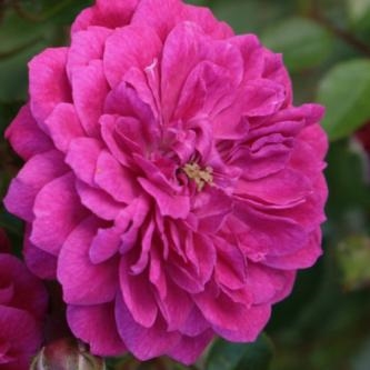 Purple Rain
