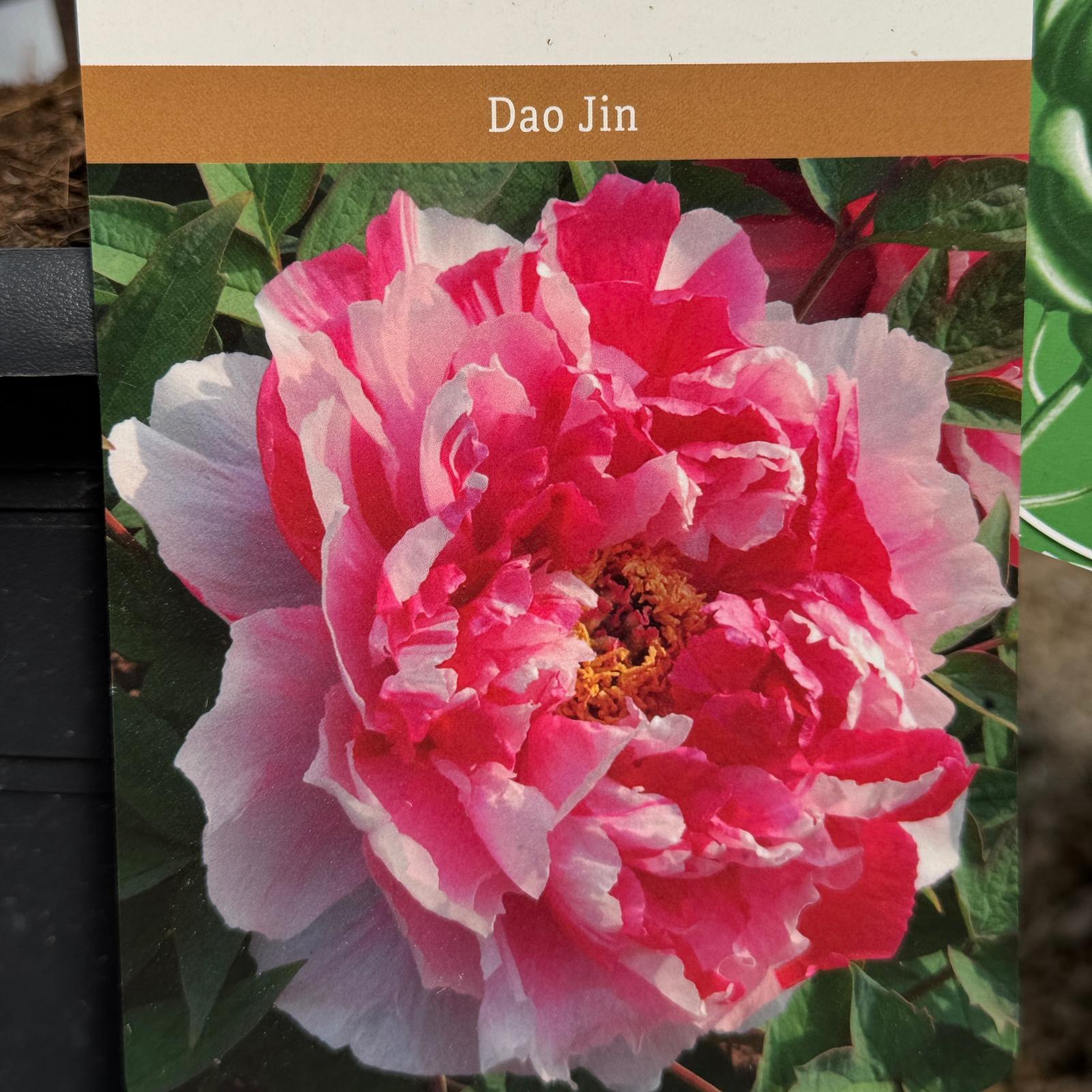Paeonia Suffruticosa Dao Jin