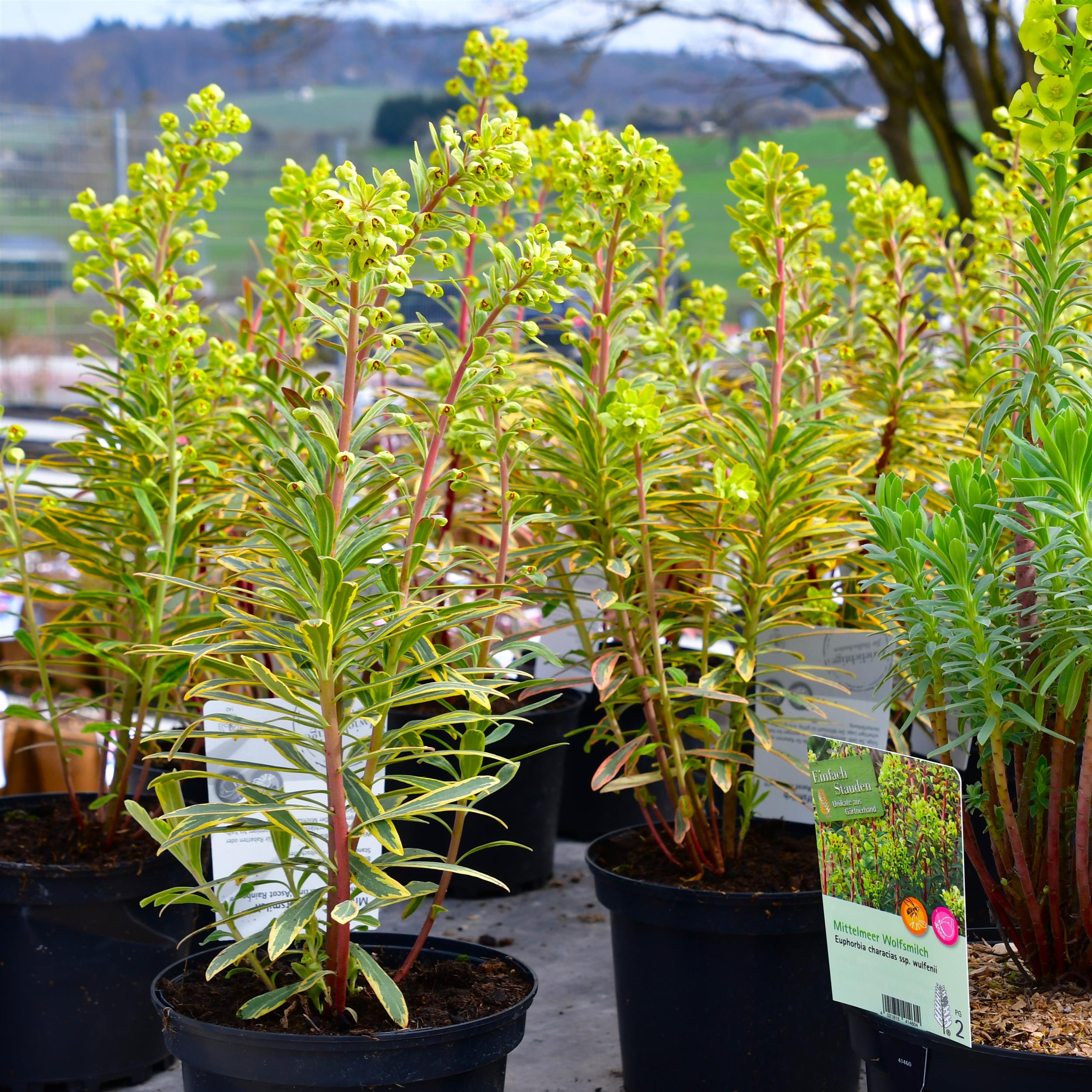 Euphorbia x martinii 'Ascot Rainbow' 1L