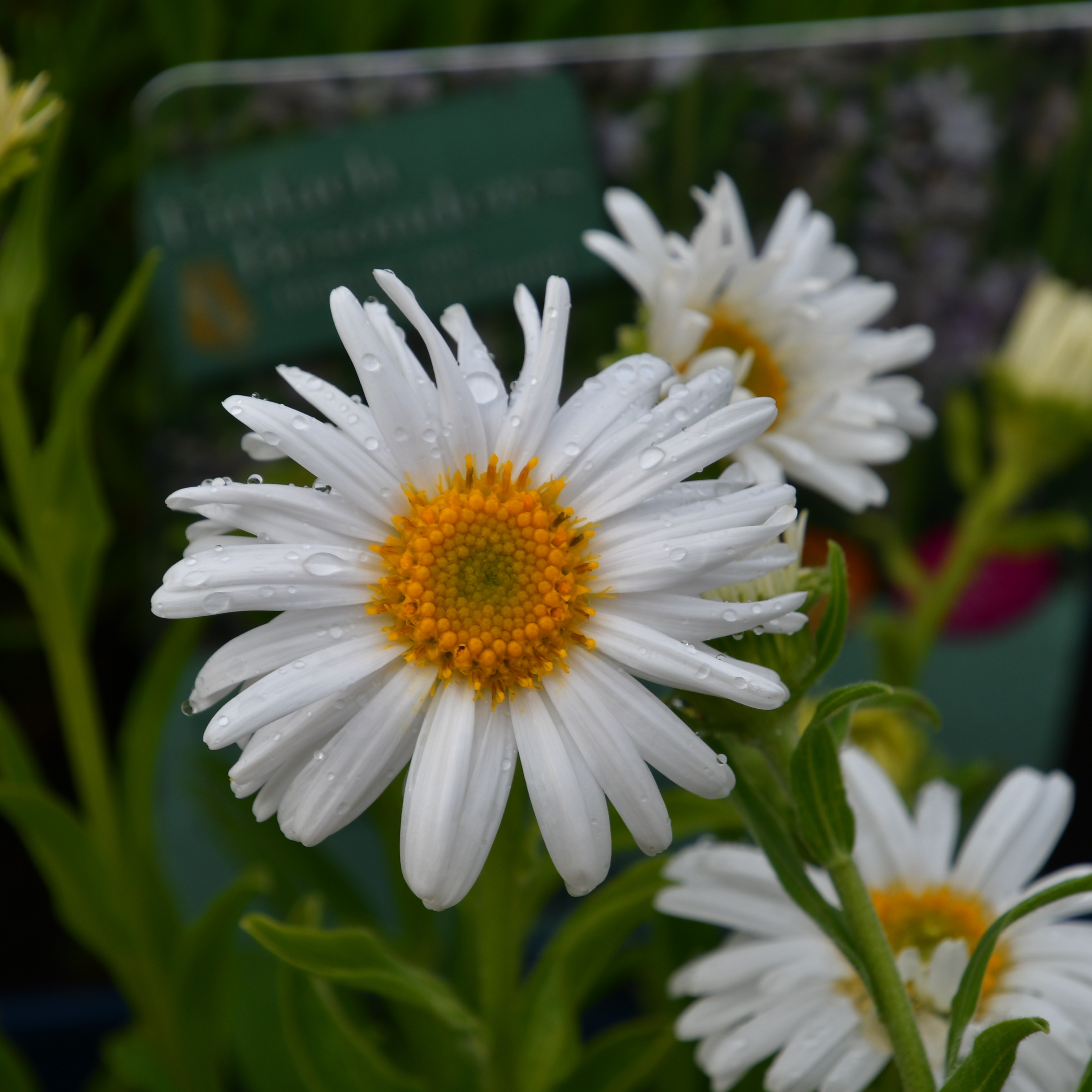 Aster alpinus 'Albus' 1L