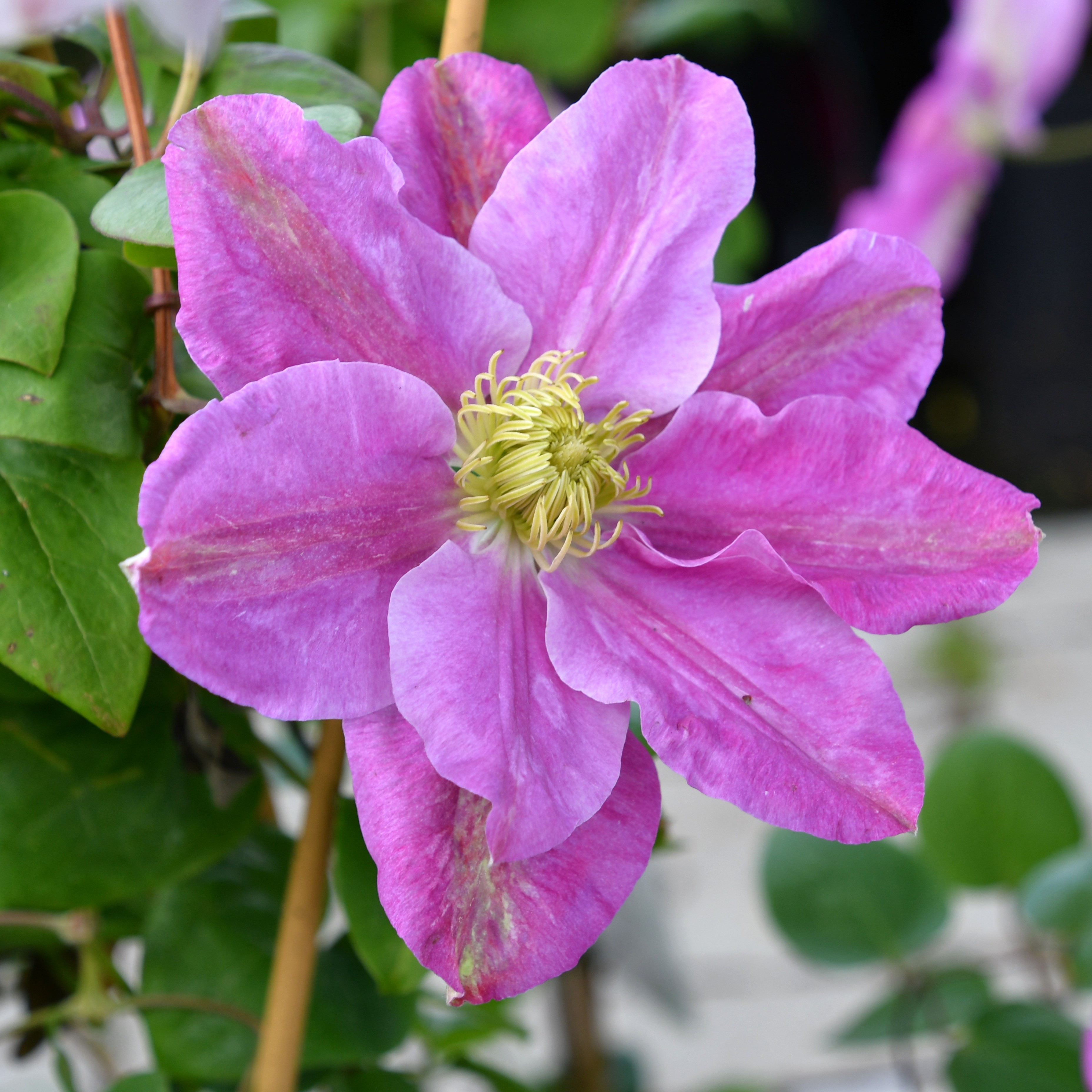 Clematis ´Hanaguruma`