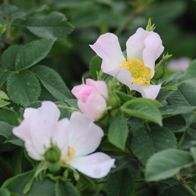 Rosa scarmanii