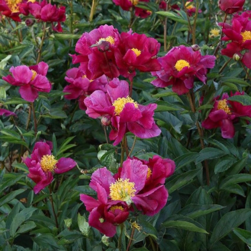 Paeonia lactiflora Hogarth 2L